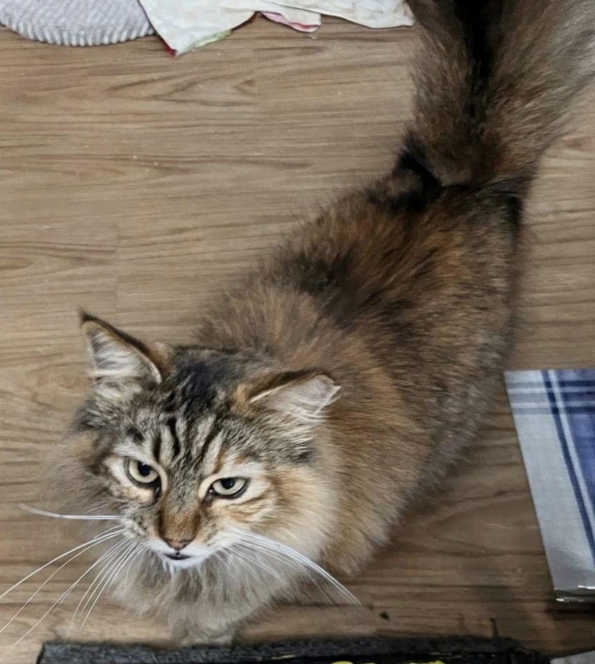 Butternut 1.1.25, Adoptable, Adult Female Domestic Long Hair & Maine Coon.