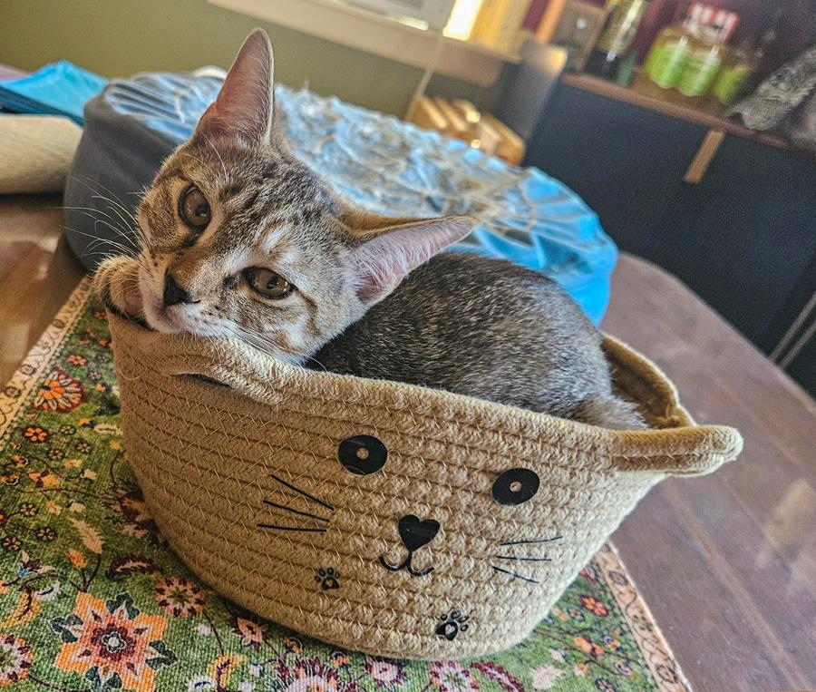 Kane, Adoptable, Kitten Female Domestic Short Hair.