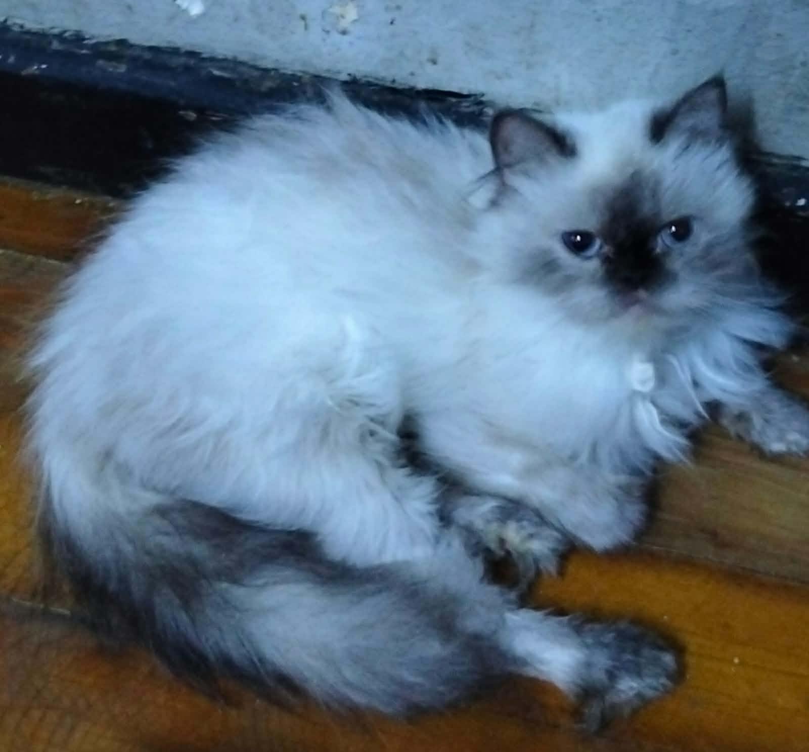 Enlarge Mae Loli - Yu Lan with White Halle & Darla, an adopted mixed breed in Brampton, ON image 5/6