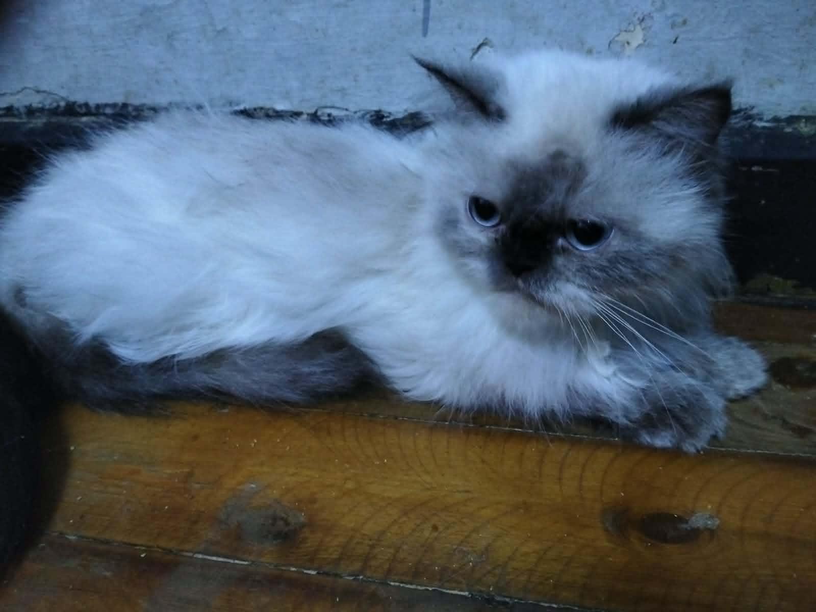 Enlarge Mae Loli - Yu Lan with White Halle & Darla, an adopted mixed breed in Brampton, ON image 4/6