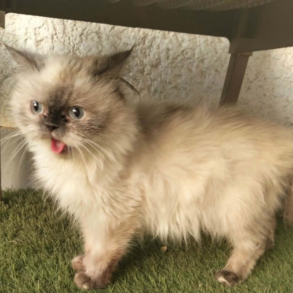 Enlarge Mae Loli - Yu Lan with White Halle & Darla, an adopted mixed breed in Brampton, ON image 2/6