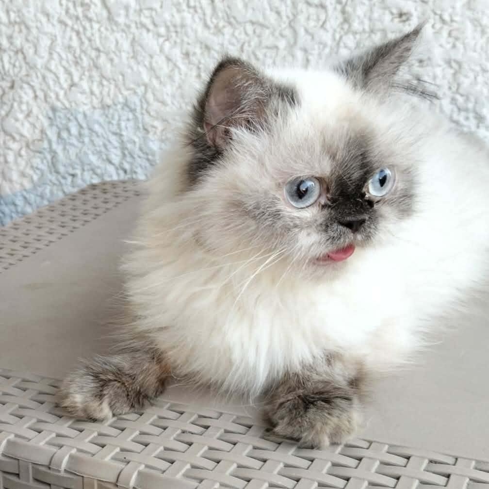 Mae Loli - Yu Lan with White Halle & Darla, adopted, Young Female Himalayan & Ragdoll.