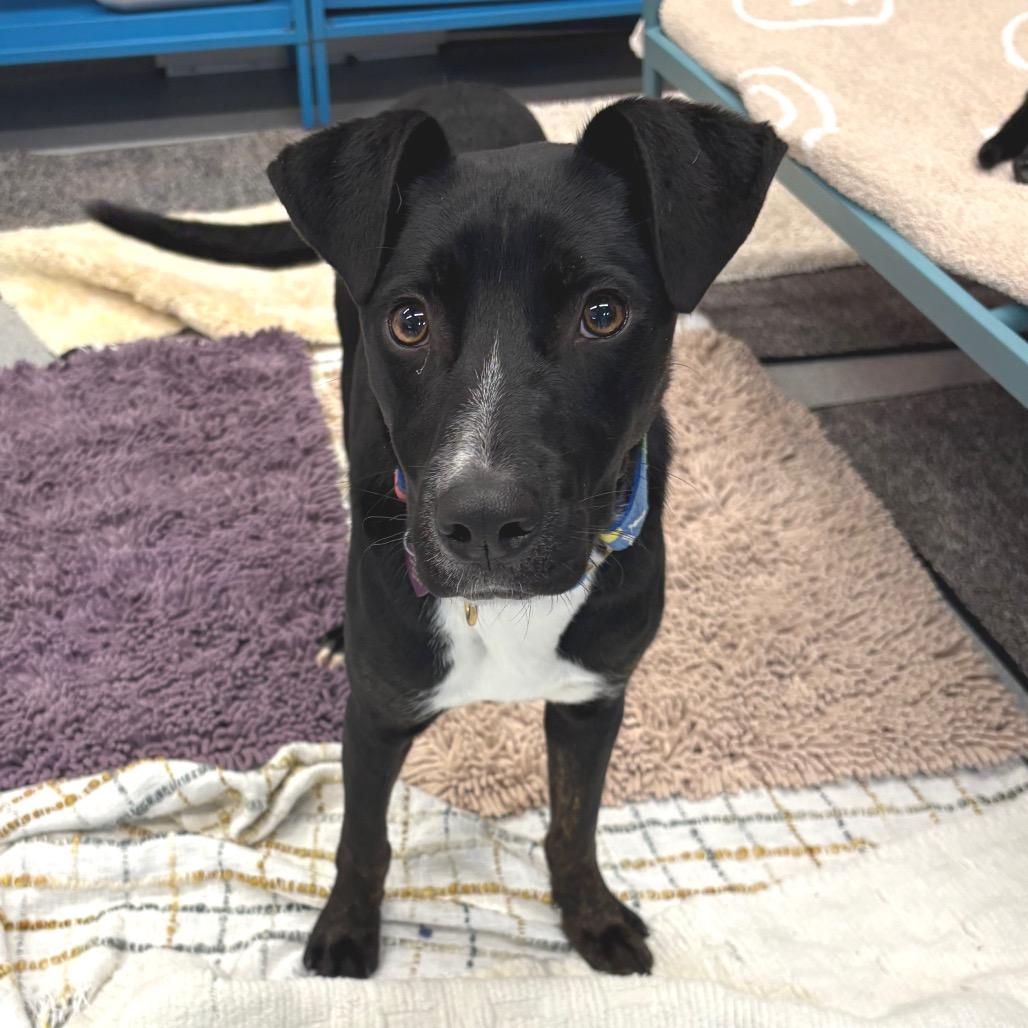 Charley, Adoptable, Young Male Mixed Breed.