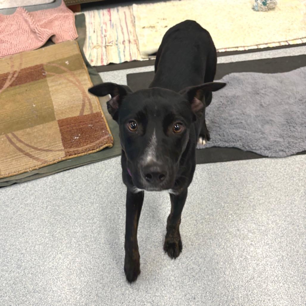 Enlarge Charley, a Adoptable Mixed Breed in Wheeling, IL image 2/6