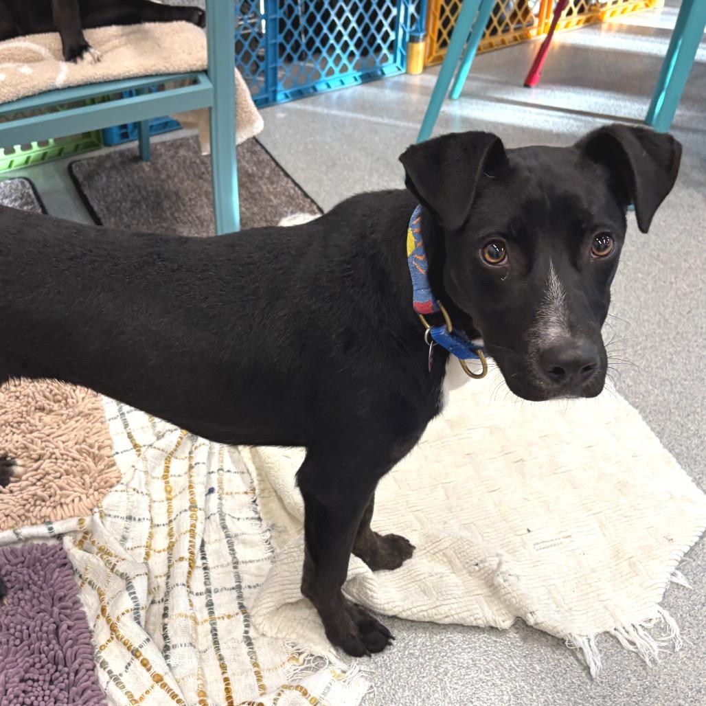 Enlarge Charley, a Adoptable Mixed Breed in Wheeling, IL image 3/6