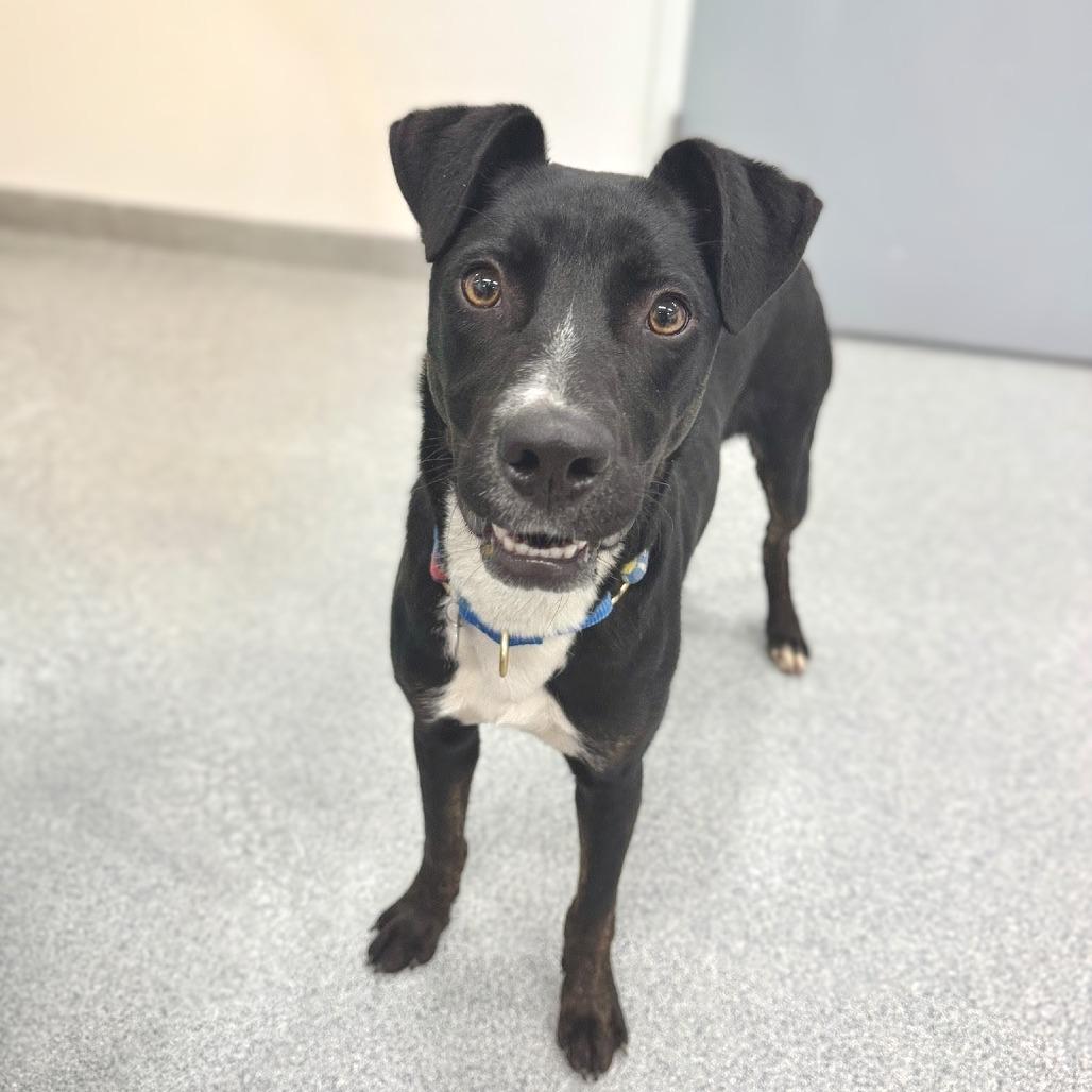 Enlarge Charley, a Adoptable Mixed Breed in Wheeling, IL image 4/6