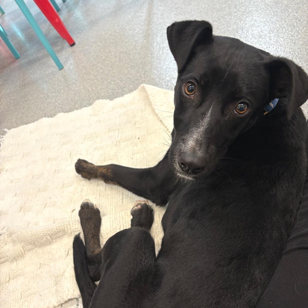 Enlarge Charley, a Adoptable Mixed Breed in Wheeling, IL image 6/6