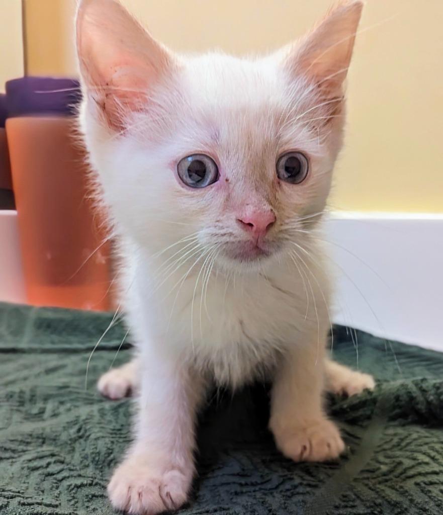 Enlarge Heartt, a Adopted mixed breed in Olathe, KS image 1/1