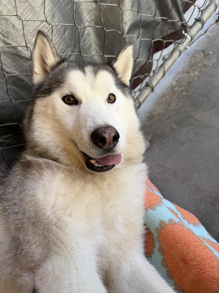 Enlarge STETSON, a ADOPTABLE Husky in Joshua Tree, CA image 2/3