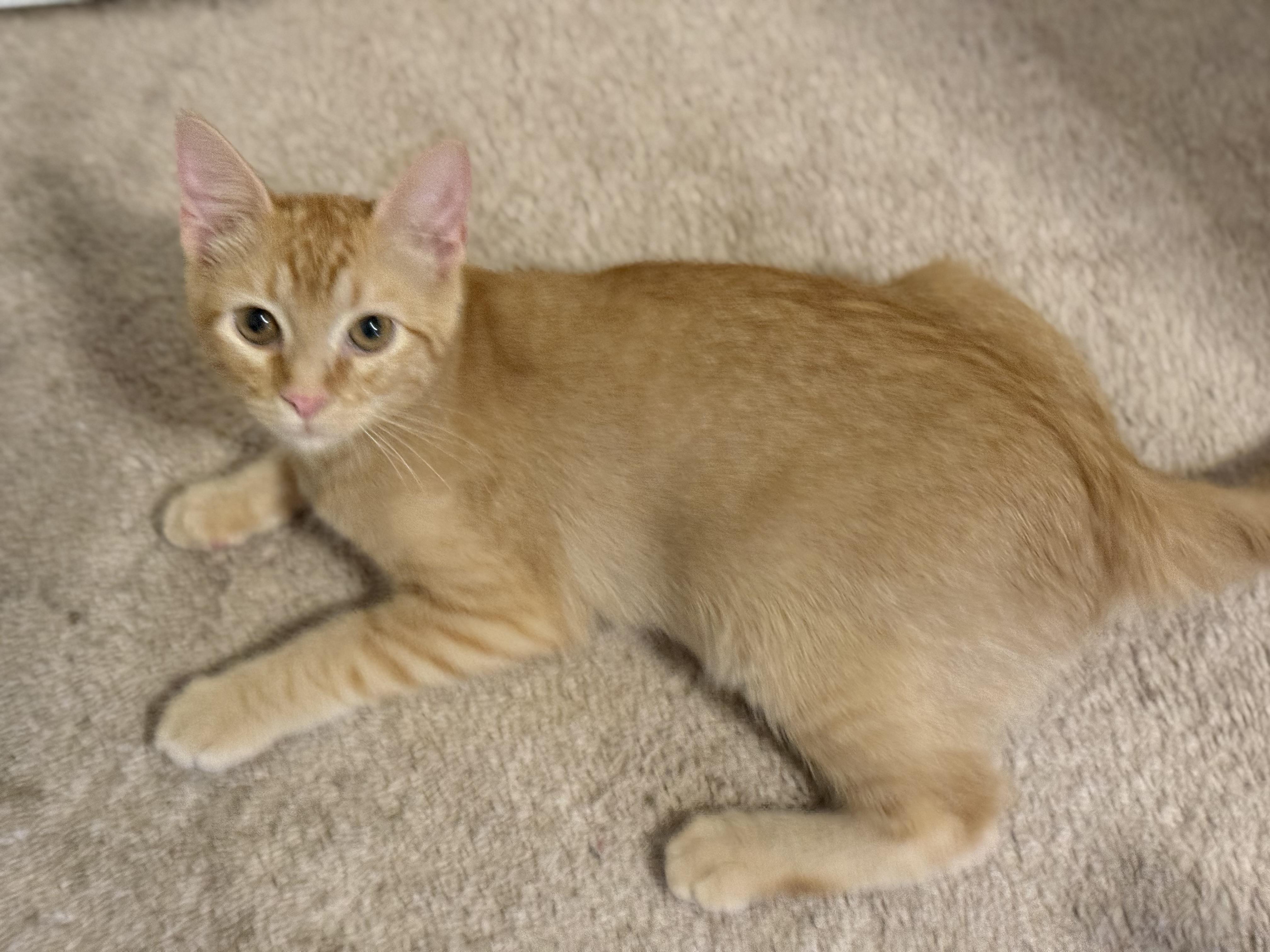 Enlarge Cheddar, a ADOPTABLE mixed breed in Harvey, LA image 1/1