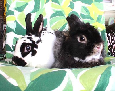 Alvin and Simone, a ADOPTABLE mixed breed in Hillside, NJ image 1/3