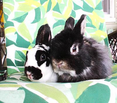 Alvin and Simone, a ADOPTABLE mixed breed in Hillside, NJ image 3/3