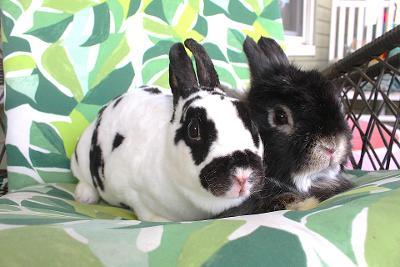 Alvin and Simone, a ADOPTABLE mixed breed in Hillside, NJ image 2/3