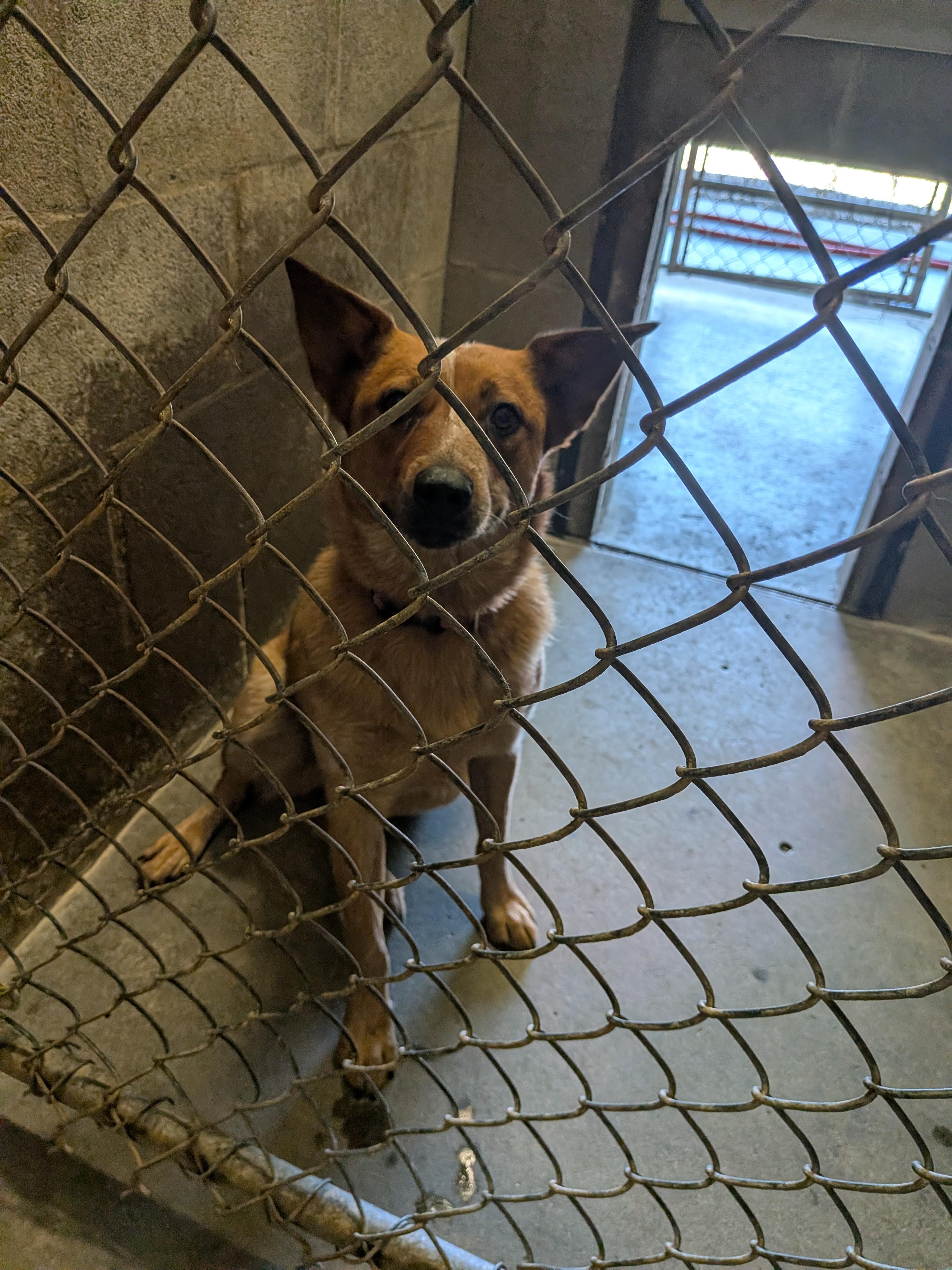 Dixie, ADOPTABLE, Young Female Australian Cattle Dog / Blue Heeler.