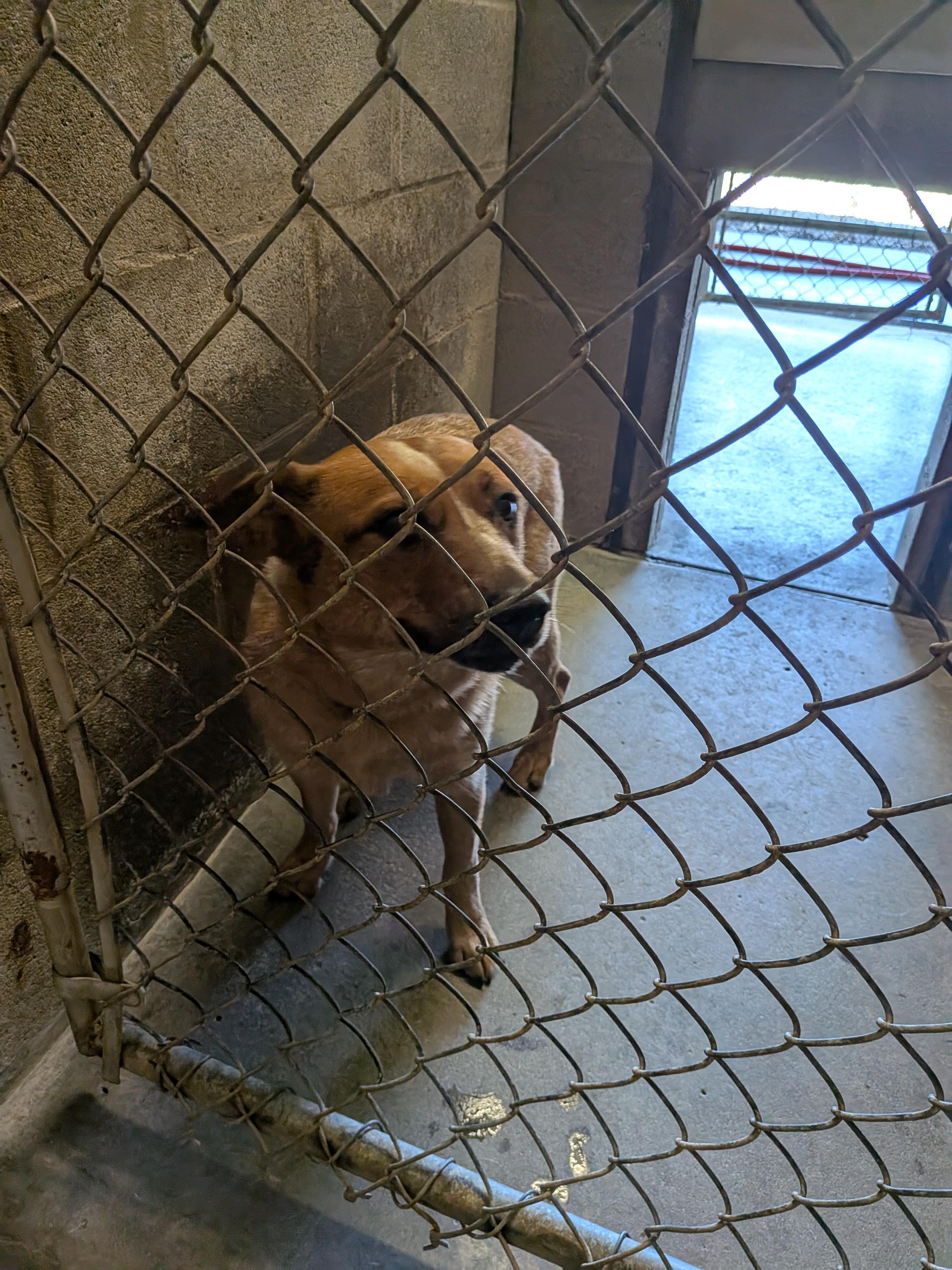 Dixie, a ADOPTABLE Australian Cattle Dog / Blue Heeler in Hermiston, OR image 3/4