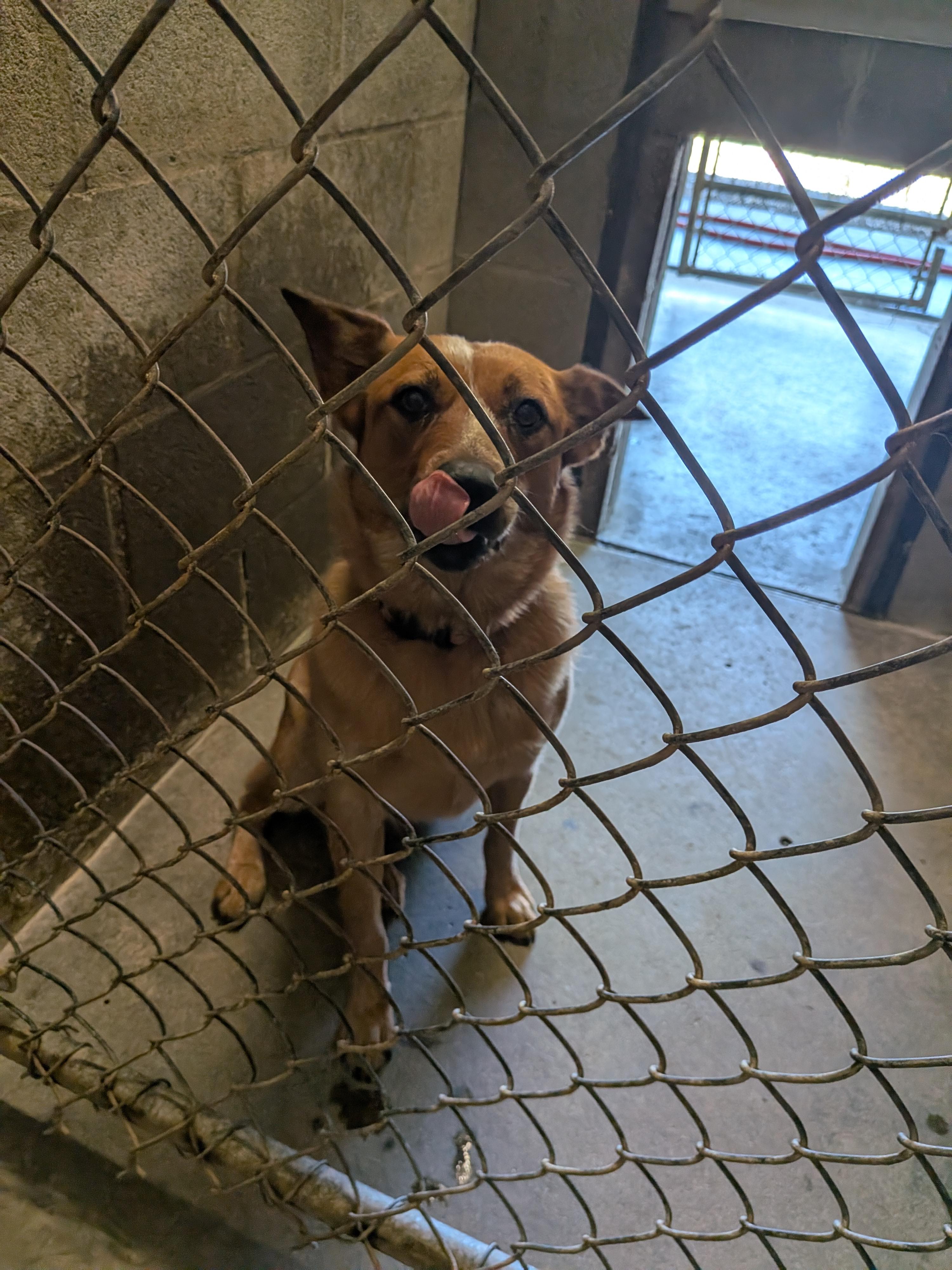 Dixie, a ADOPTABLE Australian Cattle Dog / Blue Heeler in Hermiston, OR image 4/4