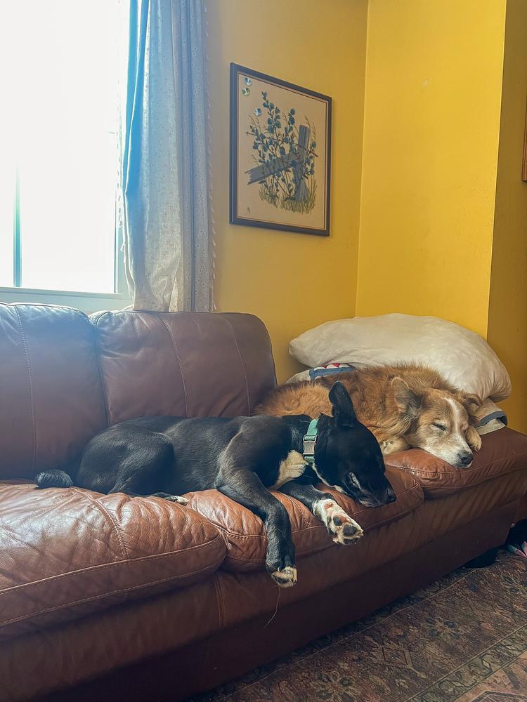 Anna Mae, Adoptable, Adult Female Shepherd.