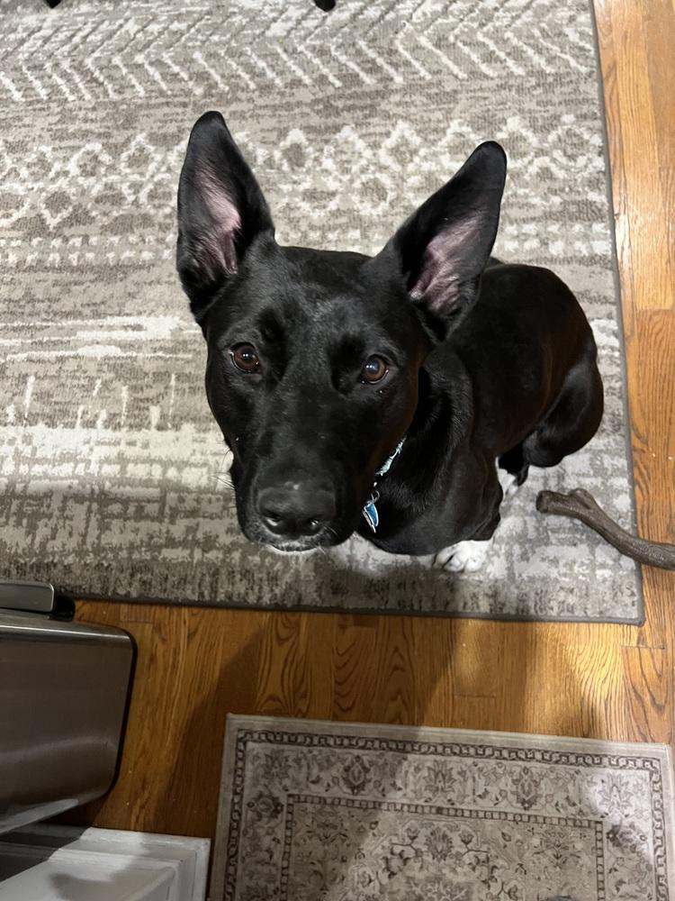 Enlarge Anna Mae, a Adoptable mixed breed in New Albany, OH image 3/6