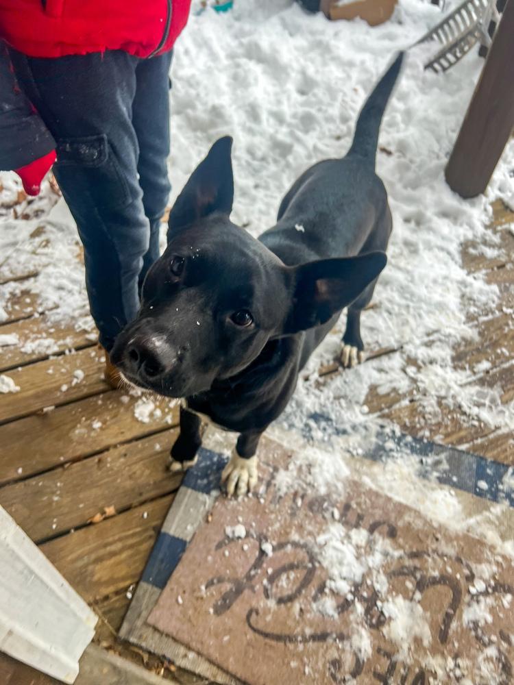 Anna Mae, a Adoptable mixed breed in New Albany, OH image 3/4