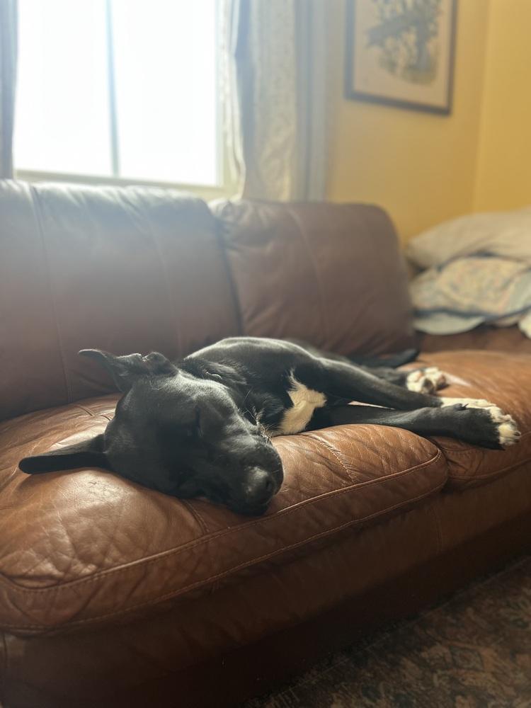 Enlarge Anna Mae, a Adoptable mixed breed in New Albany, OH image 4/6