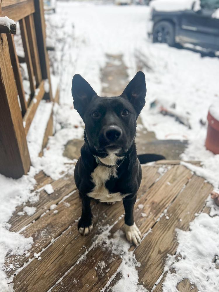 Anna Mae, a Adoptable mixed breed in New Albany, OH image 3/4