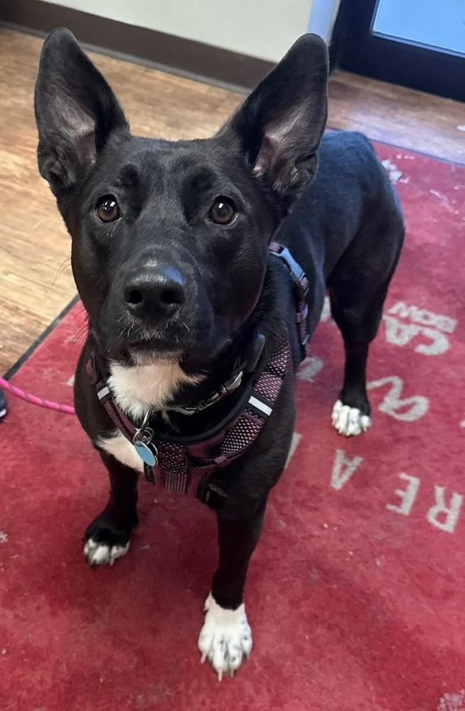 Anna Mae, a Adoptable mixed breed in New Albany, OH image 5/6