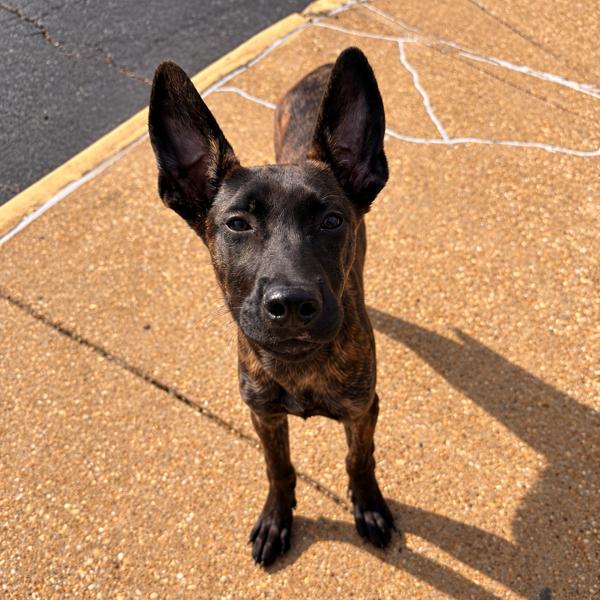 Nyx, Adoptable, Puppy Female Shepherd & Mixed Breed.