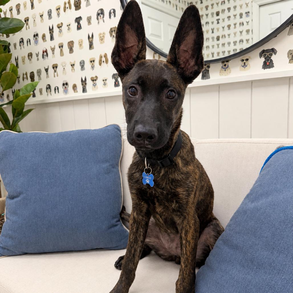 Enlarge Nyx, a Adoptable mixed breed in Chesapeake, VA image 2/2