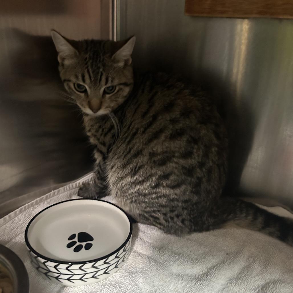 Todd, Adoptable, Young Male Domestic Short Hair.