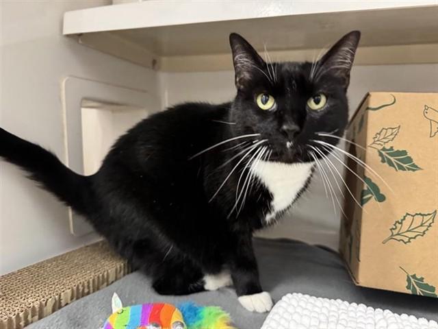 BABY, Adoptable, Adult Female Domestic Short Hair.