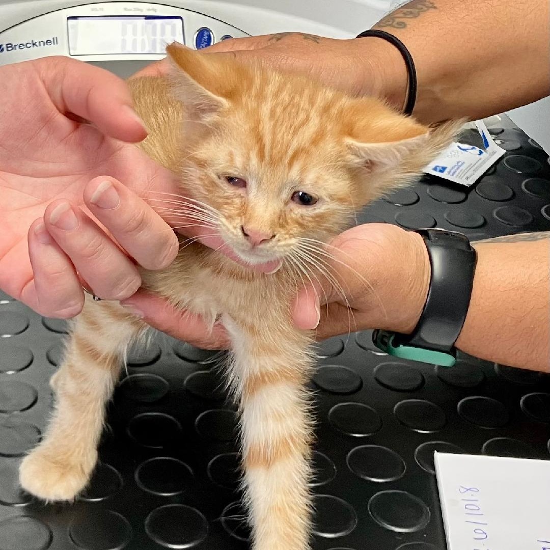 Enlarge Simba, a ADOPTABLE Domestic Short Hair in Gastonia, NC image 1/1