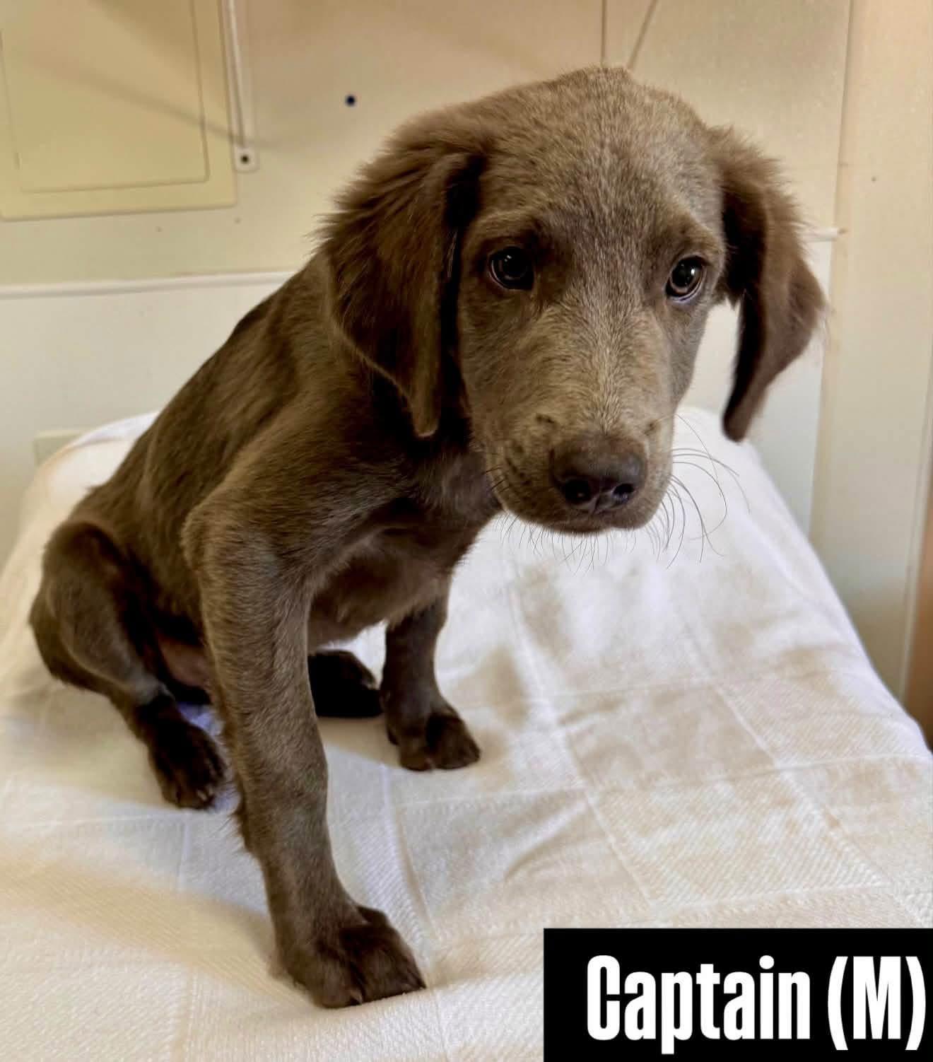 Enlarge Captain, a Adopted mixed breed in Charlotte, NC image 2/2