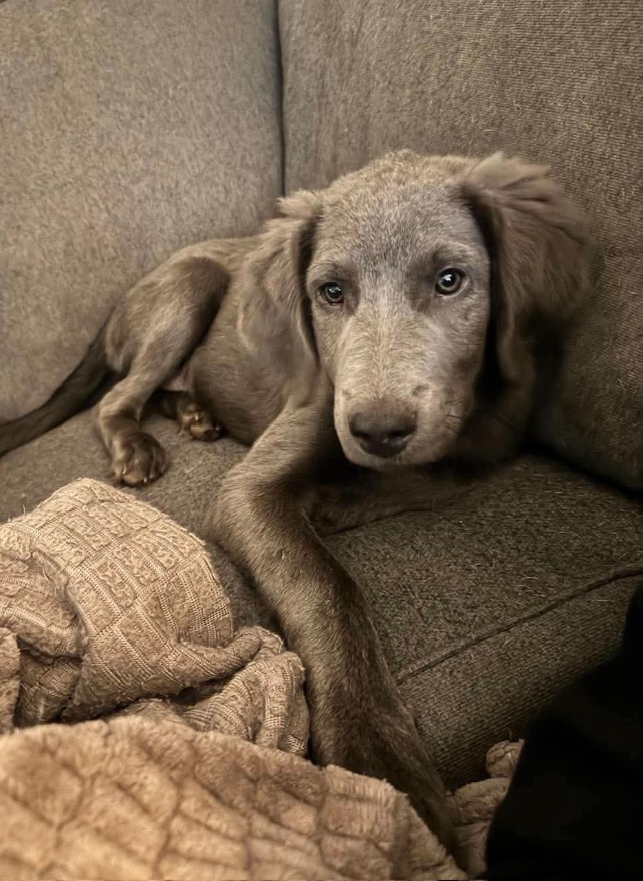 Captain, Adopted, Puppy Male Weimaraner & Labrador Retriever.