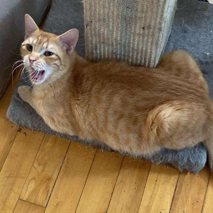 Spritle, Adoptable, Kitten Male Egyptian Mau.