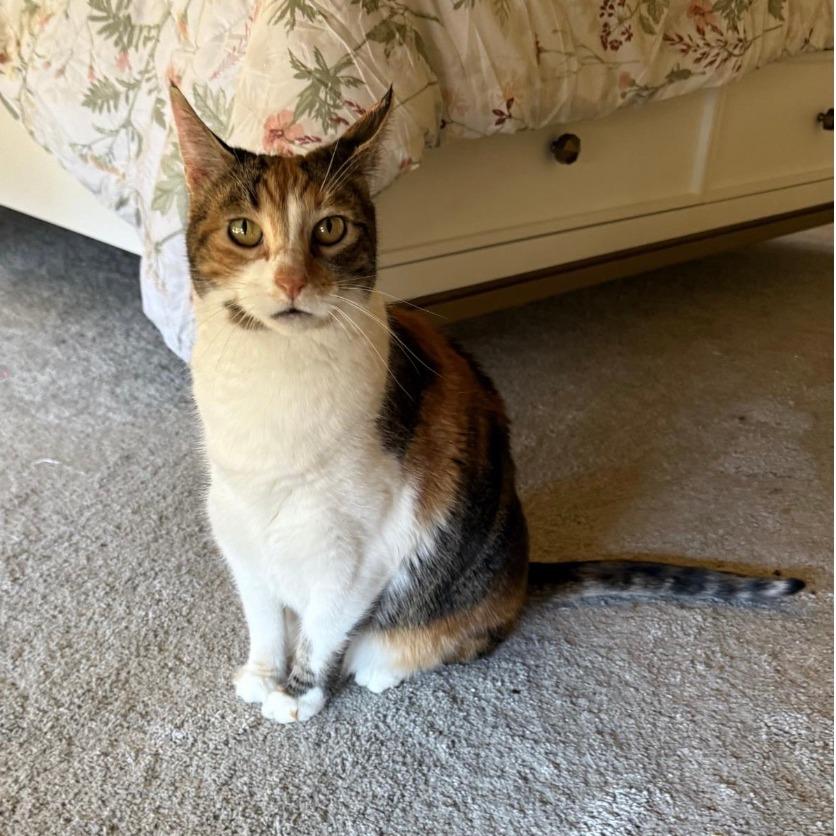 Enlarge Kitty, a Adoptable Domestic Medium Hair in Stagecoach, NV image 1/2