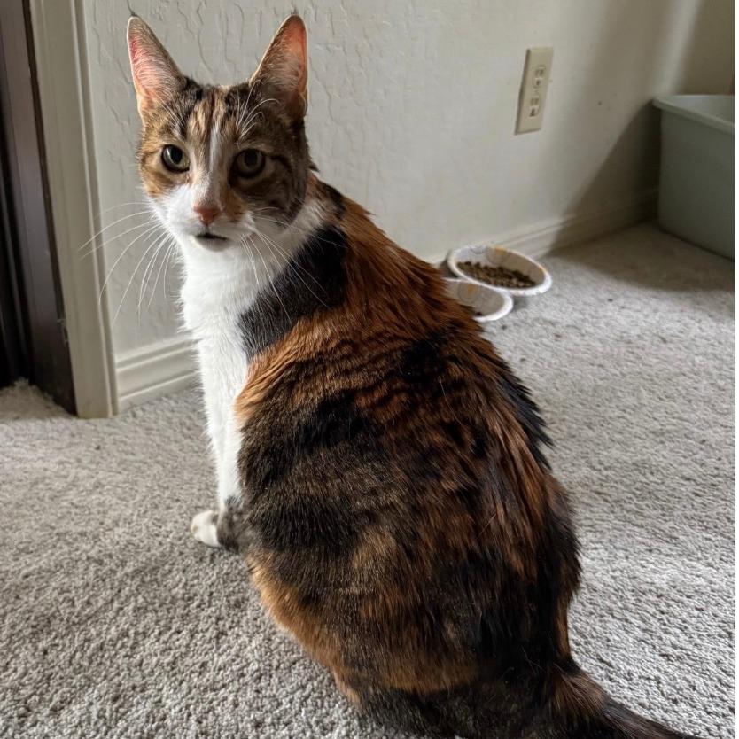 Enlarge Kitty, a Adoptable Domestic Medium Hair in Stagecoach, NV image 2/2