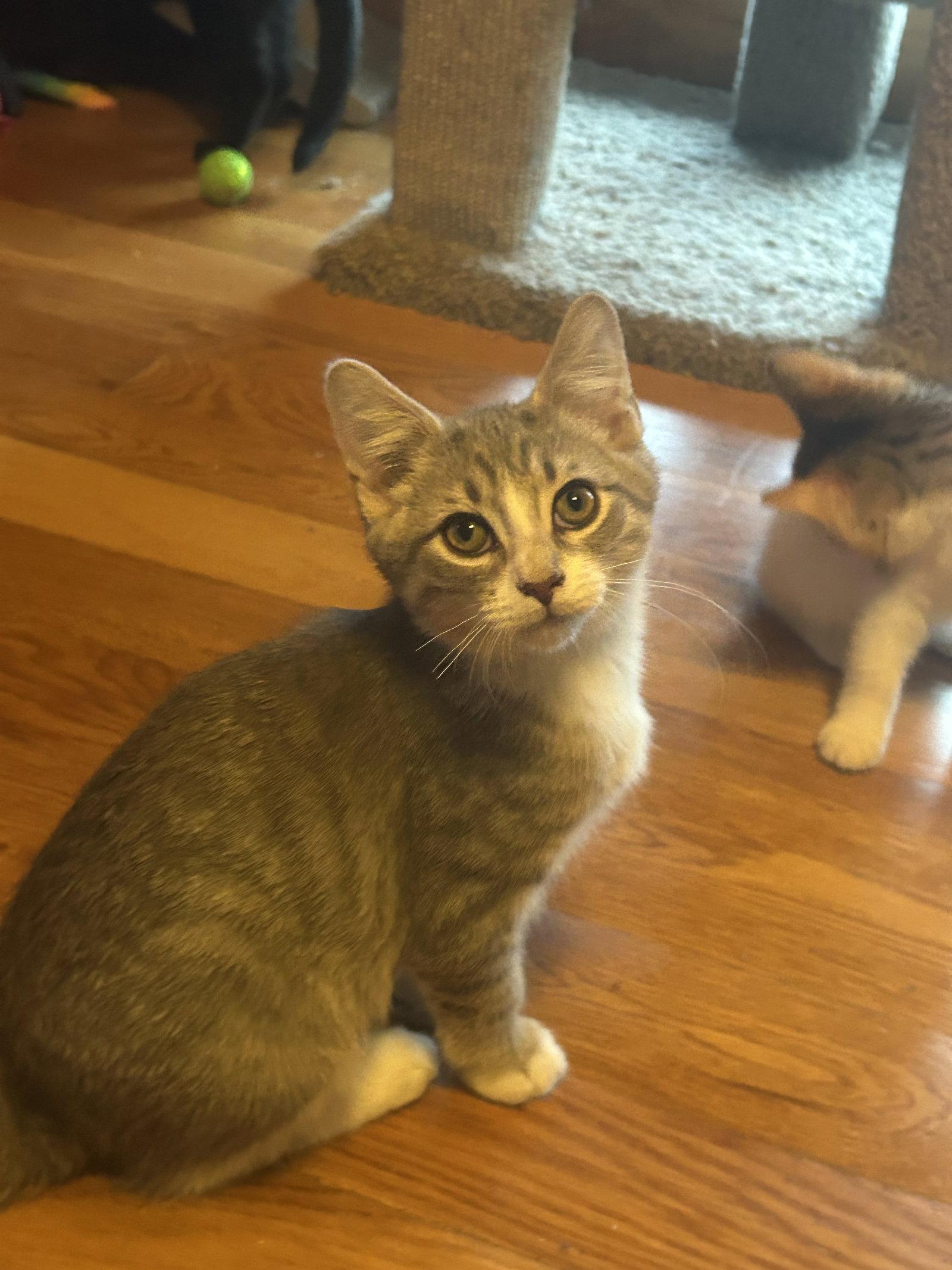 Neo, a Adoptable Domestic Short Hair in Absecon, NJ image 1/2