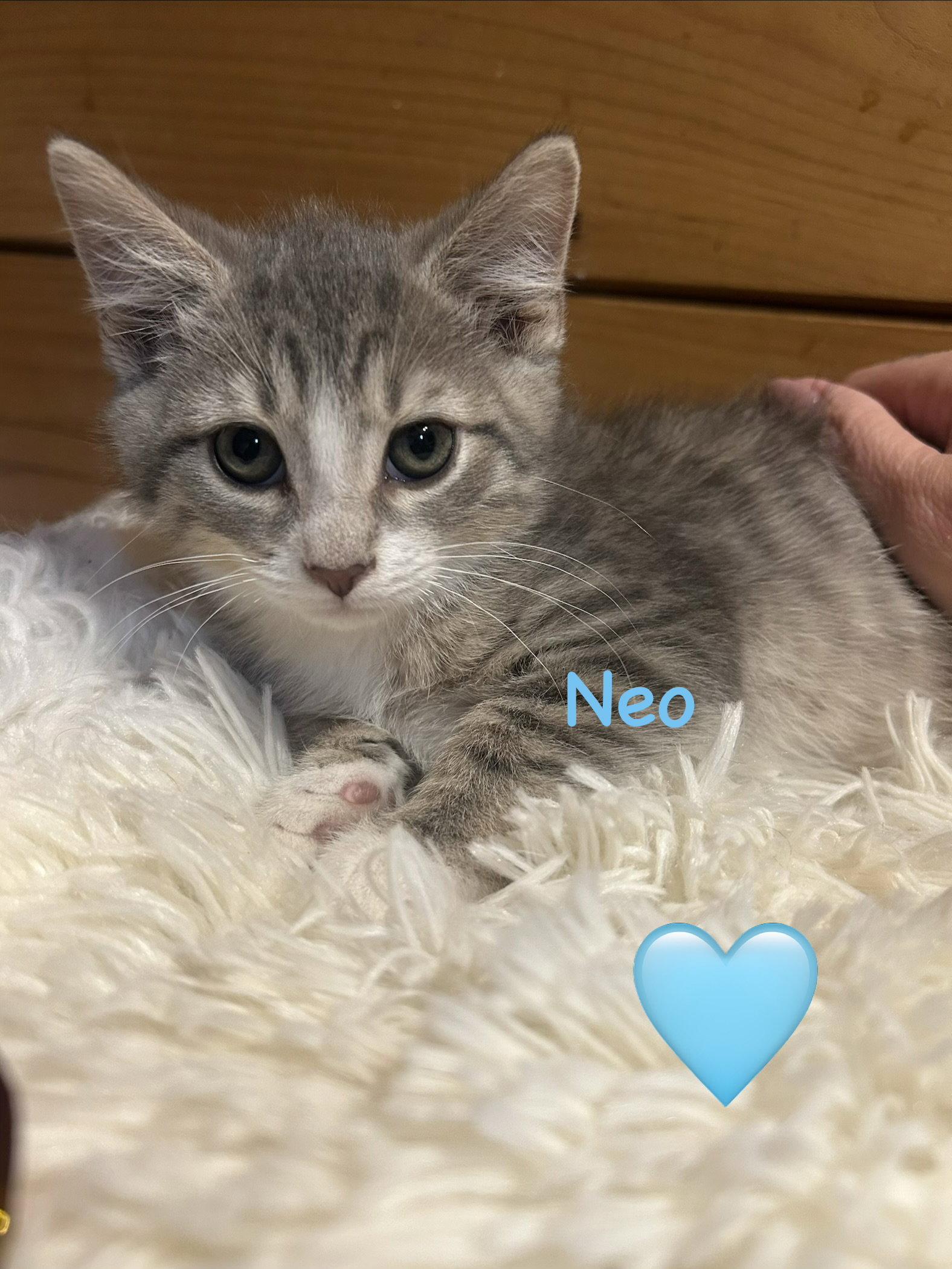 Neo, a Adoptable Domestic Short Hair in Absecon, NJ image 2/2