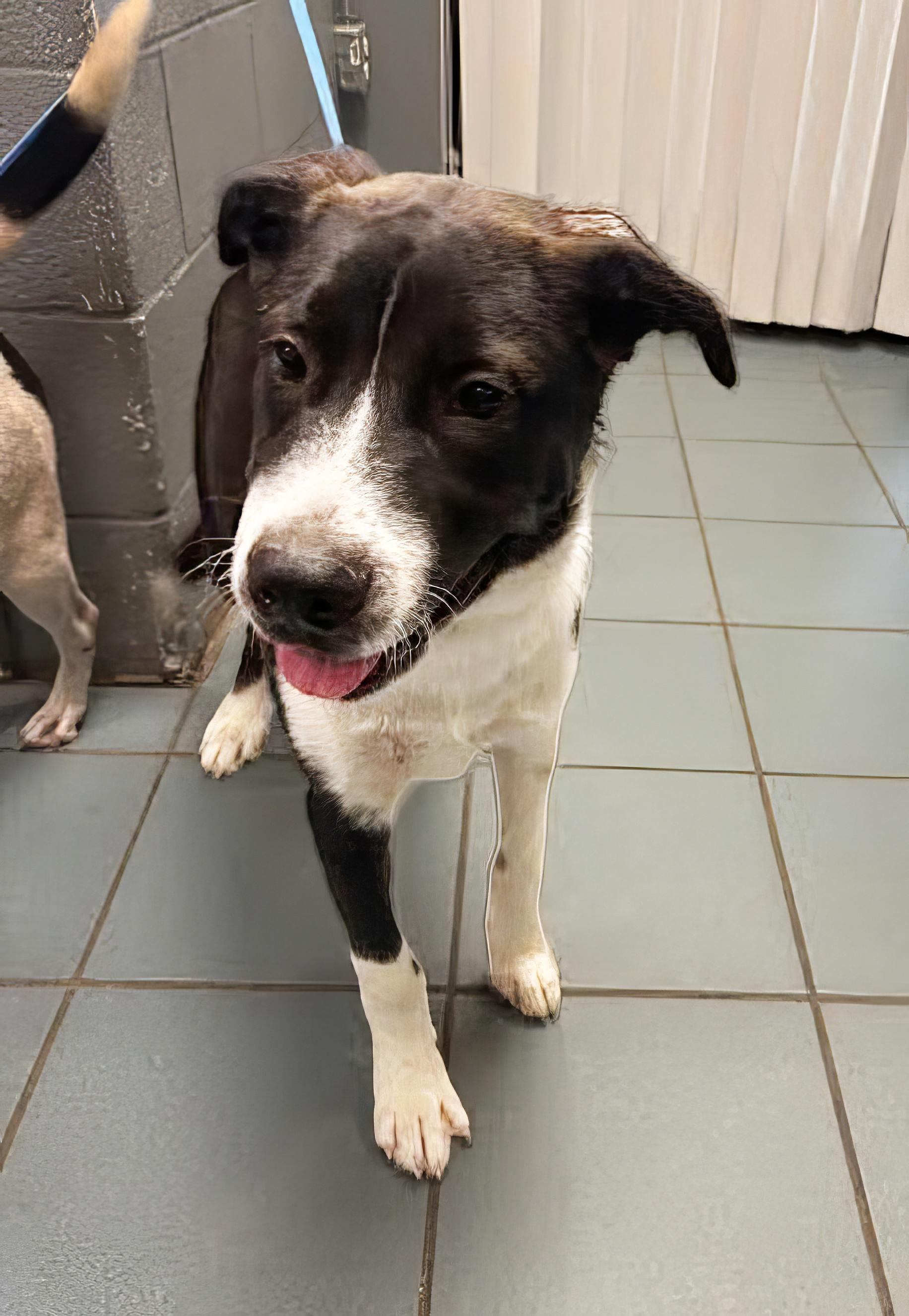 Nelly, an adopted Mixed Breed in Nashville, TN_image-1