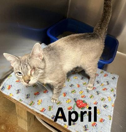 April, a Adopted mixed breed in Mountain View, AR image 1/3