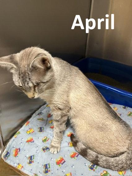 April, a Adopted mixed breed in Mountain View, AR image 2/3