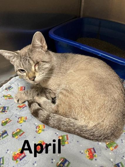 April, a Adopted mixed breed in Mountain View, AR image 3/3