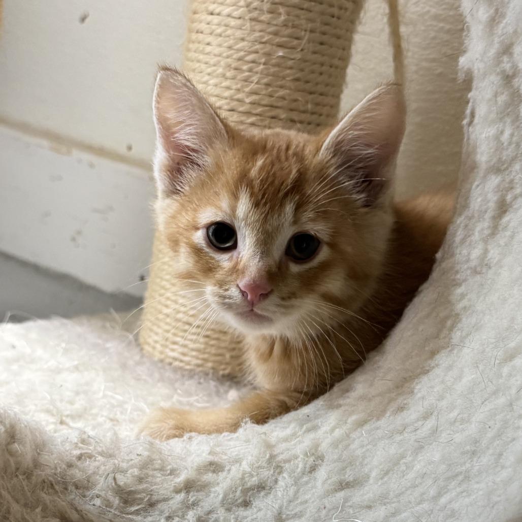 Merica, a Adoptable Domestic Short Hair in Driggs, ID image 1/2