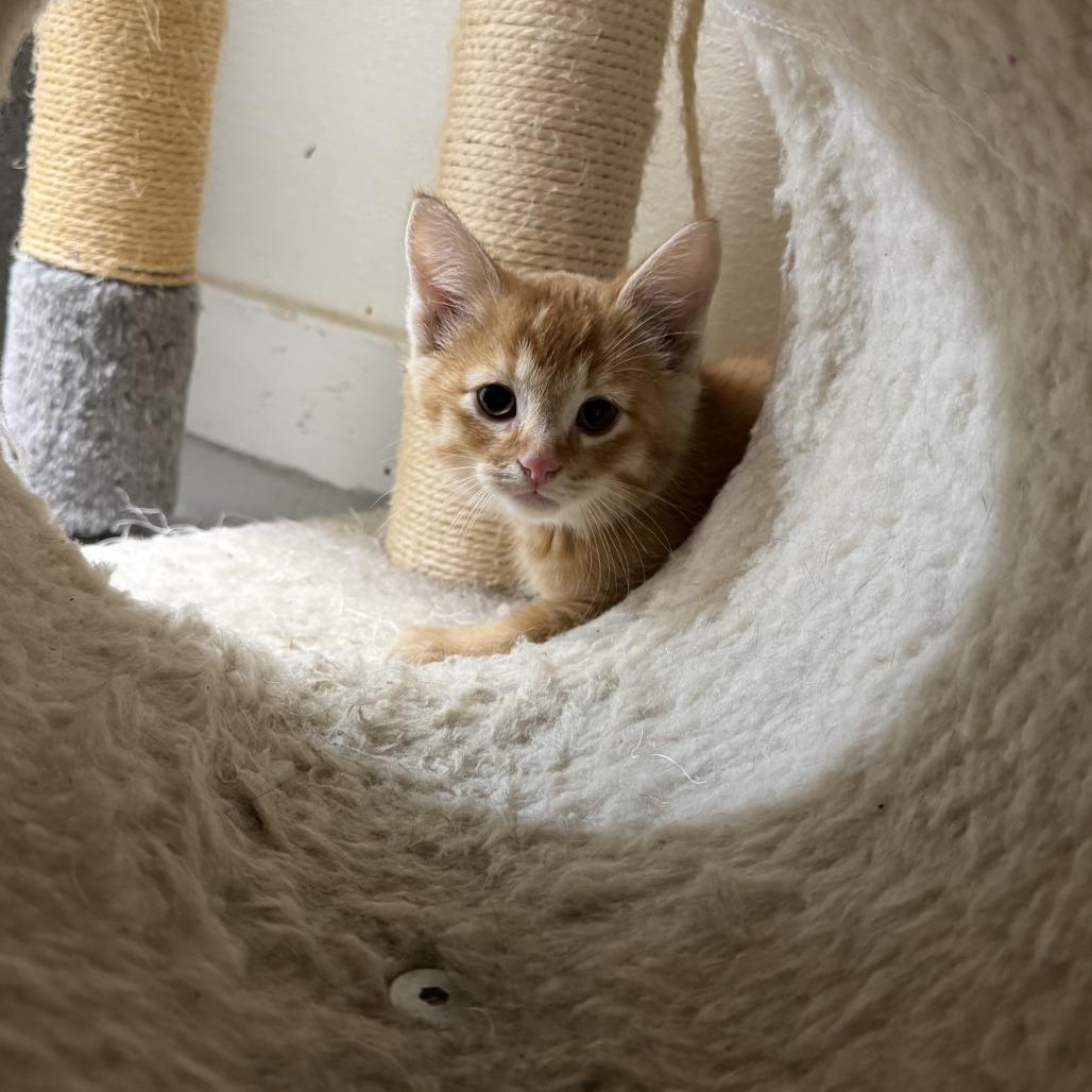 Merica, a Adoptable Domestic Short Hair in Driggs, ID image 2/2