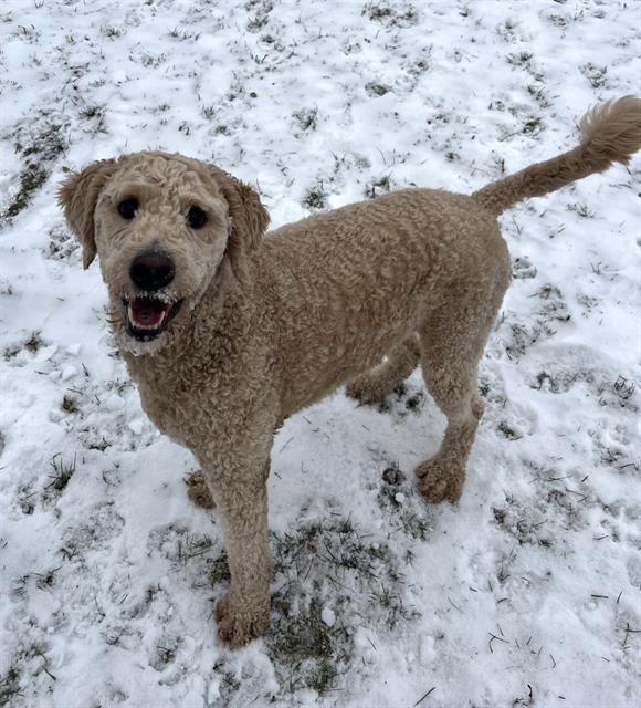 Enlarge LOUIE, a Adoptable mixed breed in Toronto, ON image 1/1
