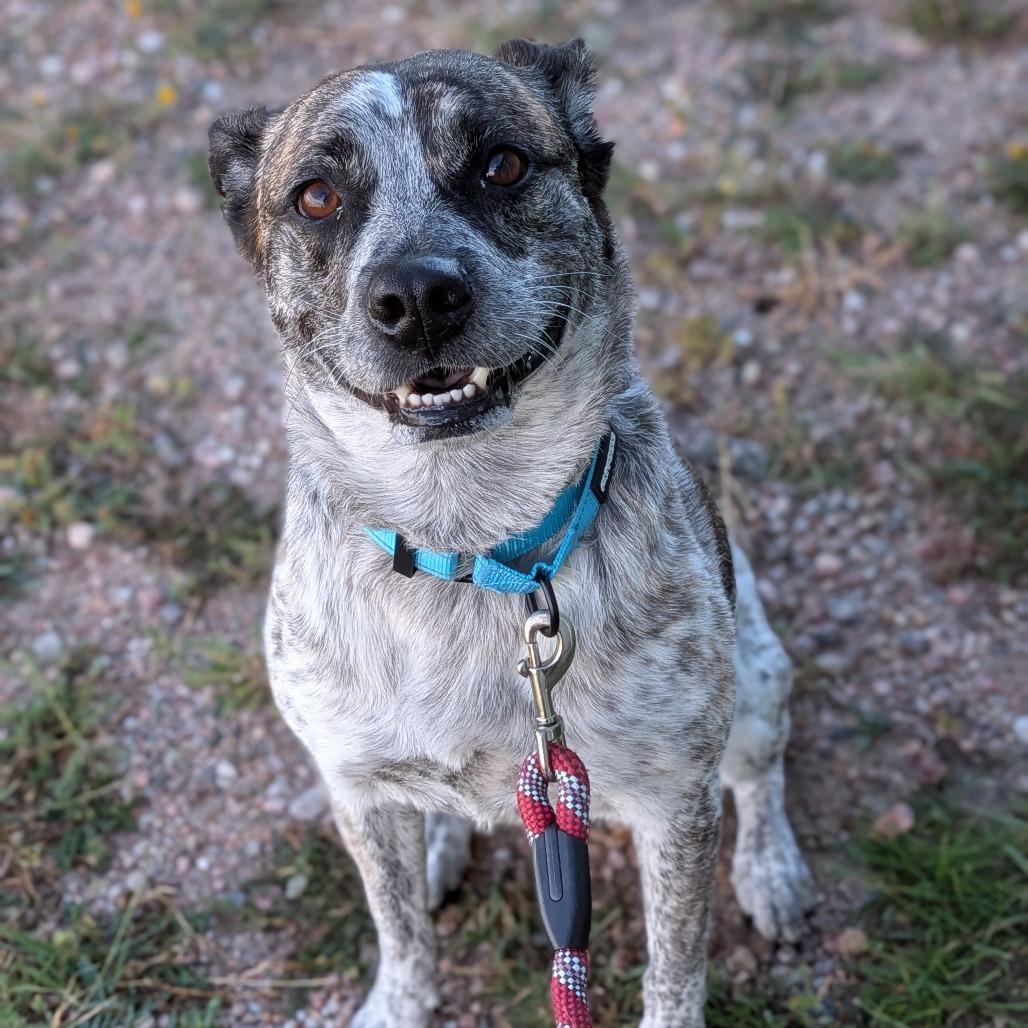 Enlarge Bella, a Adoptable mixed breed in Cheyenne, WY image 1/2