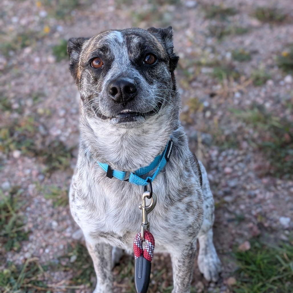 Enlarge Bella, a Adoptable mixed breed in Cheyenne, WY image 2/2