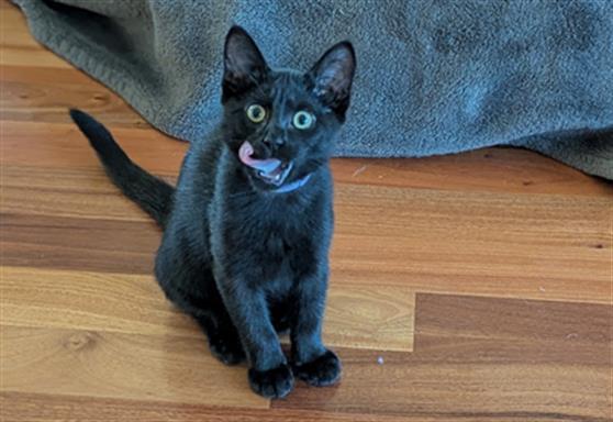 COFFEE, Adoptable, Kitten Female Domestic Short Hair.