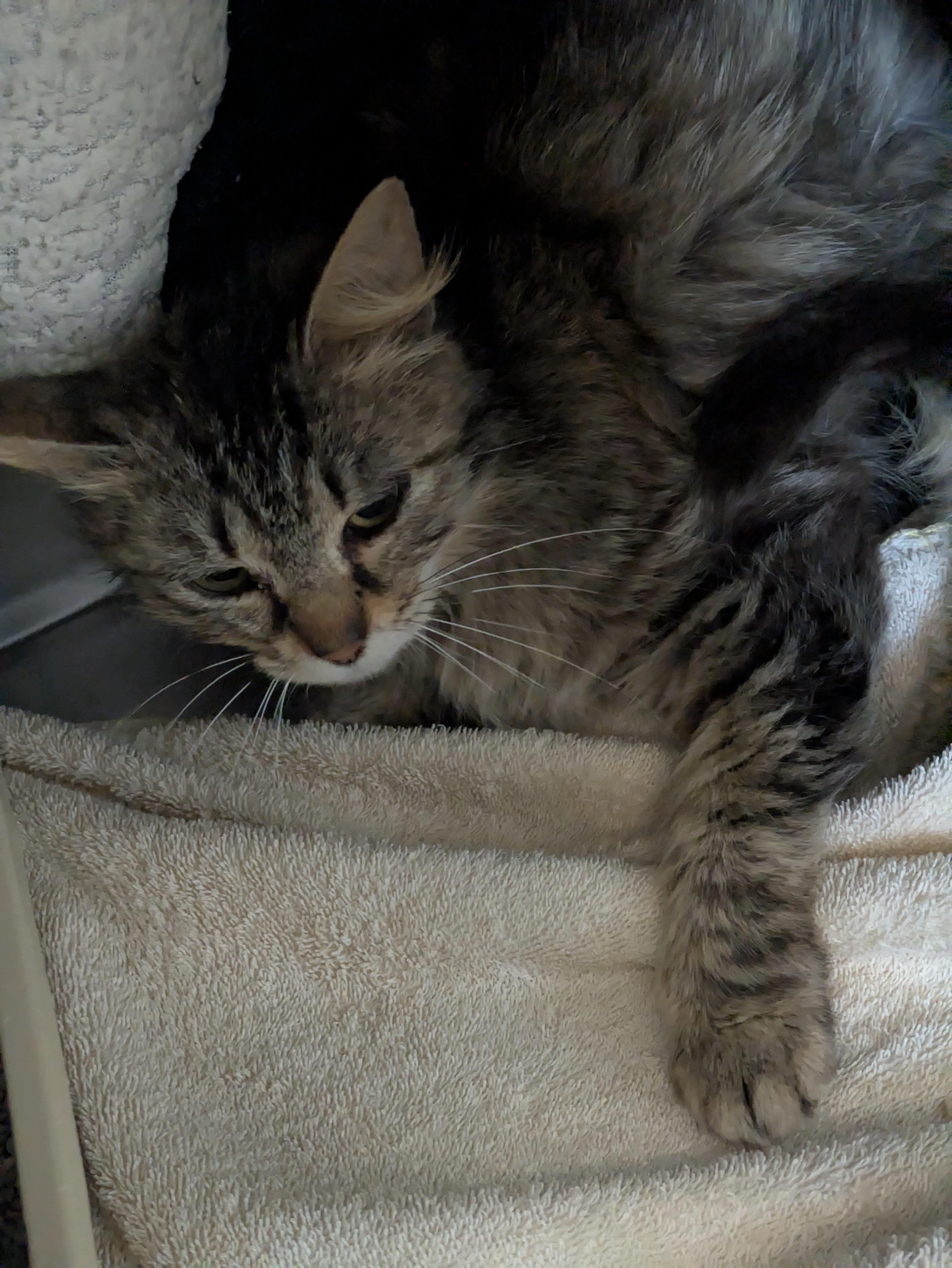 Ivy, ADOPTABLE, Adult Female Domestic Medium Hair.