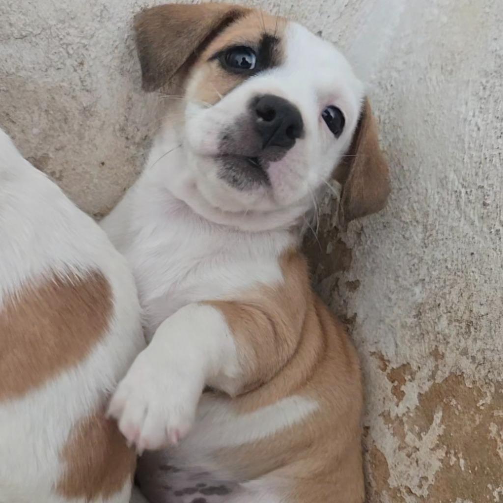 Enlarge Adie Apple, a Adoptable mixed breed in Mangilao, GU image 1/3